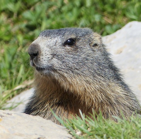 discussion avec une marmotte montagne-attitude