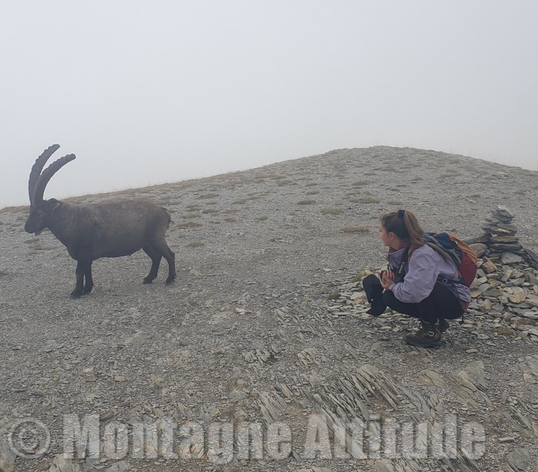près du bouquetin montagne-attitude à la rencontre du bouquetin